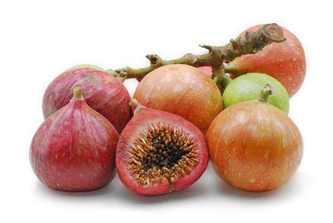 30 CLUSTER FIG Ficus Racemosa Red River Indian Guilar Tree Houseplant Seeds
